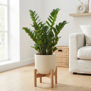 Mixed Green Houseplant – 21cm Pot, 70cm High