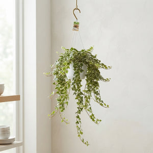 White Wonder Ivy (Hedera helix) – 24cm Pot