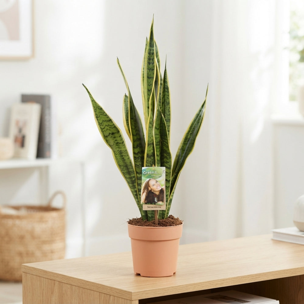 Snake Plant (Sansevieria trifasciata 'Laurentii') – 17cm Pot