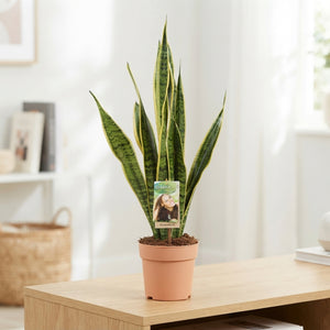 Snake Plant (Sansevieria trifasciata 'Laurentii') – 17cm Pot