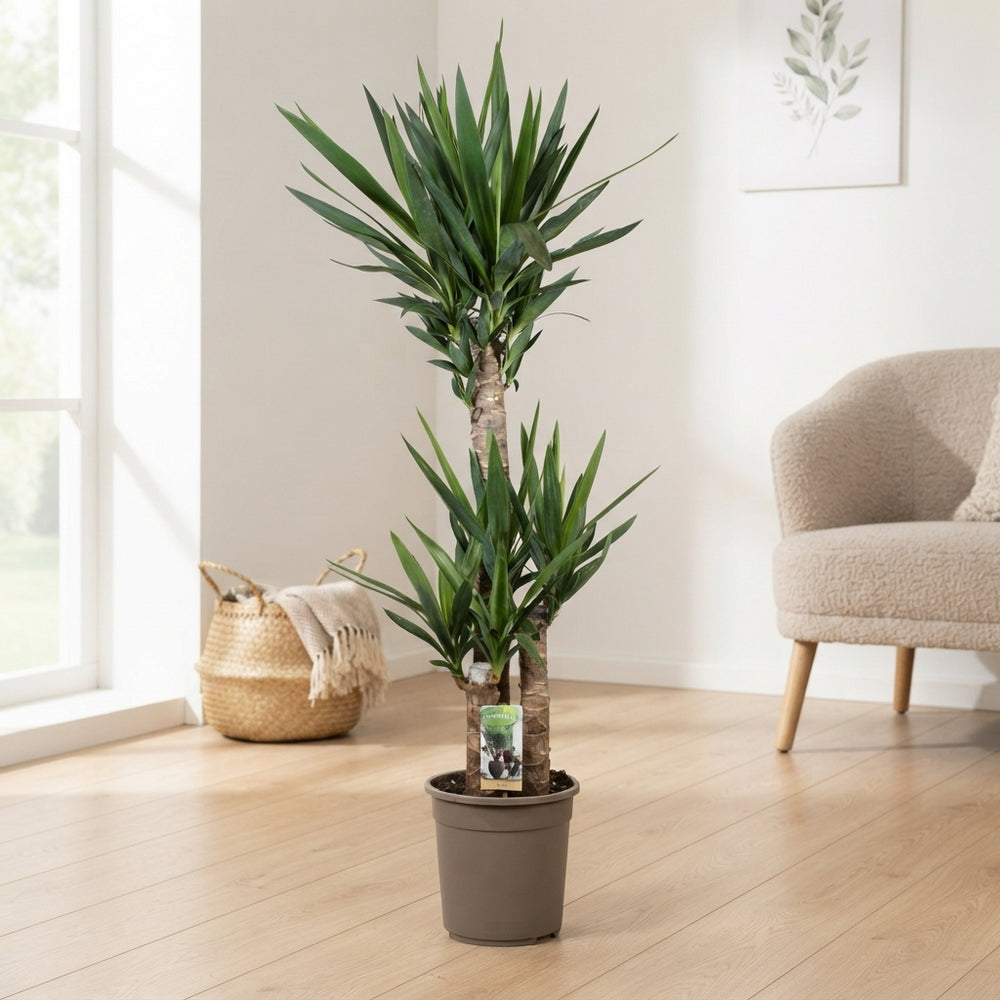 Yucca Houseplant – 24cm Pot, 130cm High