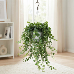 Green English Ivy (Hedera helix) – 24cm Pot