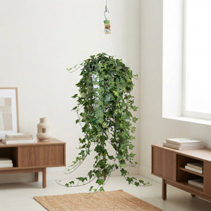 Green English Ivy (Hedera helix) – 24cm Pot