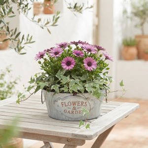 Ornamental Zinc Pot Arrangement – 21cm Pot