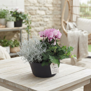 Indoor Plant Arrangement in Plastic Dish – 19cm Pot