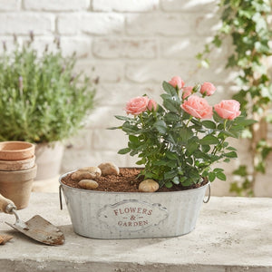 Zinc Bowl Plant Arrangement – 30cm