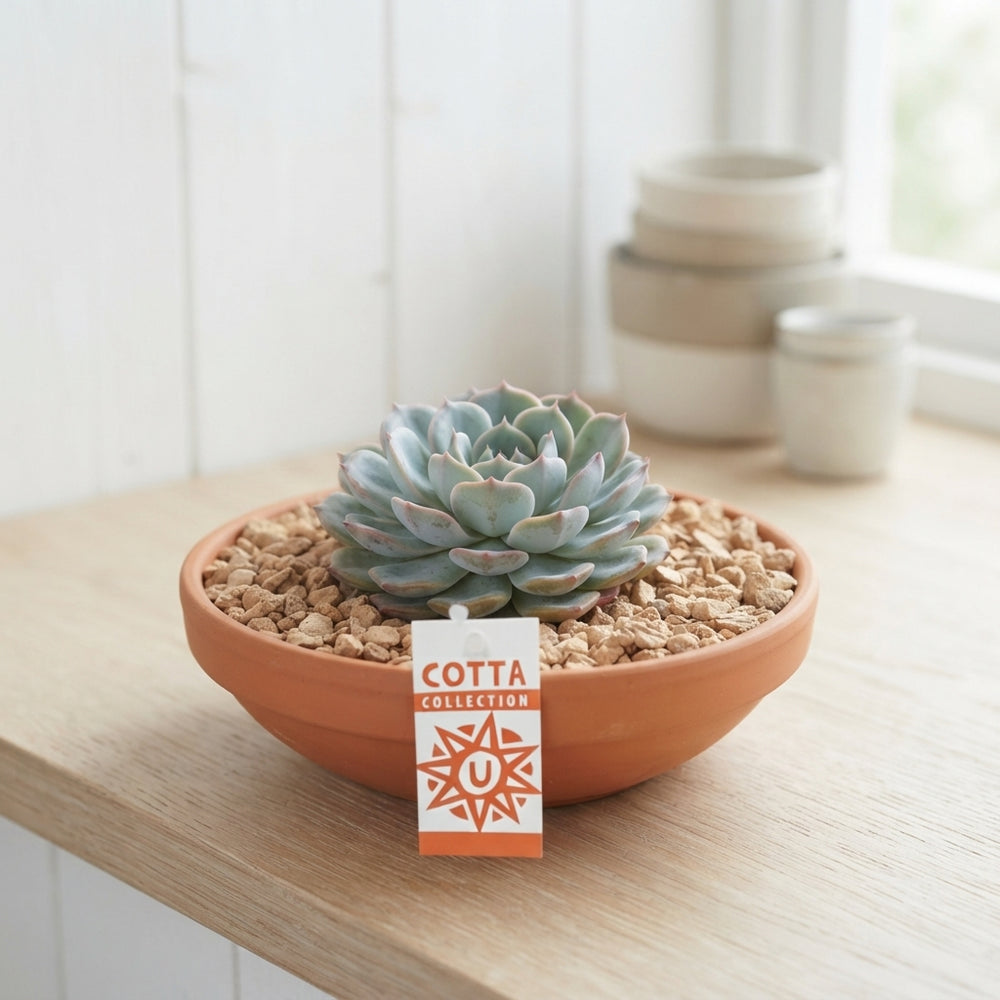 Mixed Succulent Arrangement in Terracotta Pot – 24cm