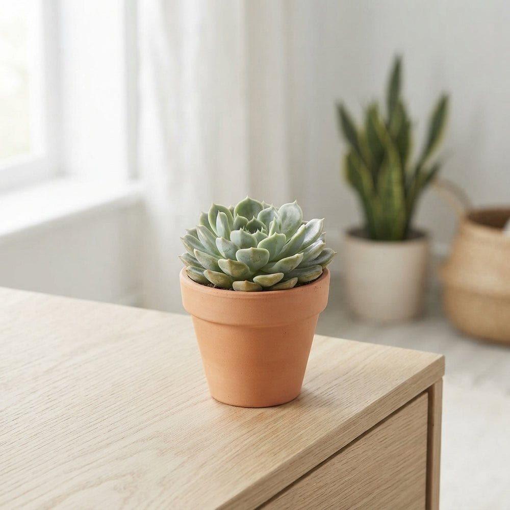Mixed Echeveria Succulent – 5.5cm Pot