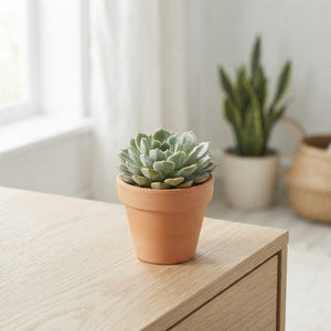 Mixed Echeveria Succulent – 5.5cm Pot