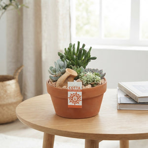Mixed Cactus Arrangement in Terracotta Pot – 20cm