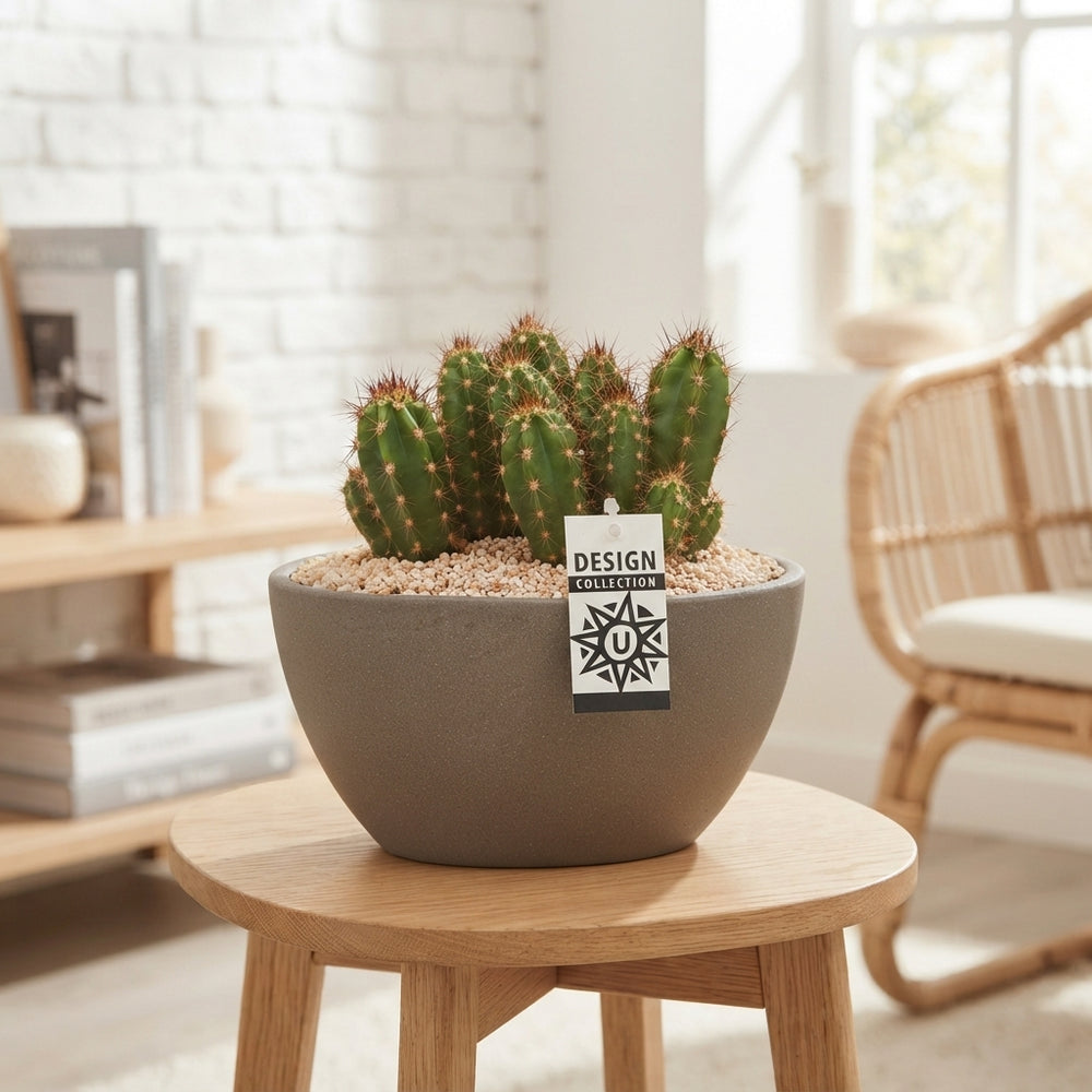 Mixed Cactus Arrangement in Oval Ceramic Pot – 25cm