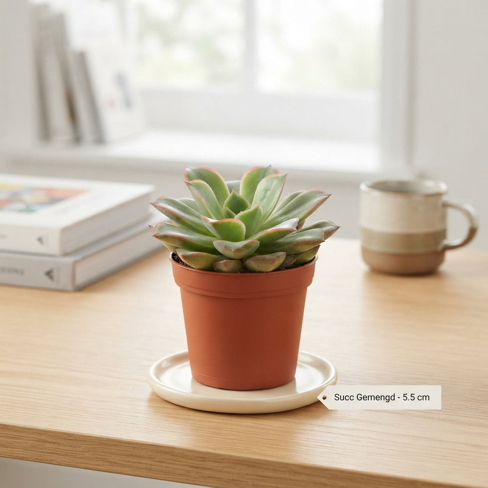 Mixed Succulent Collection – 5.5cm Pot