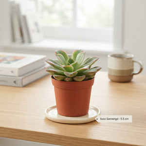 Mixed Succulent Collection – 5.5cm Pot