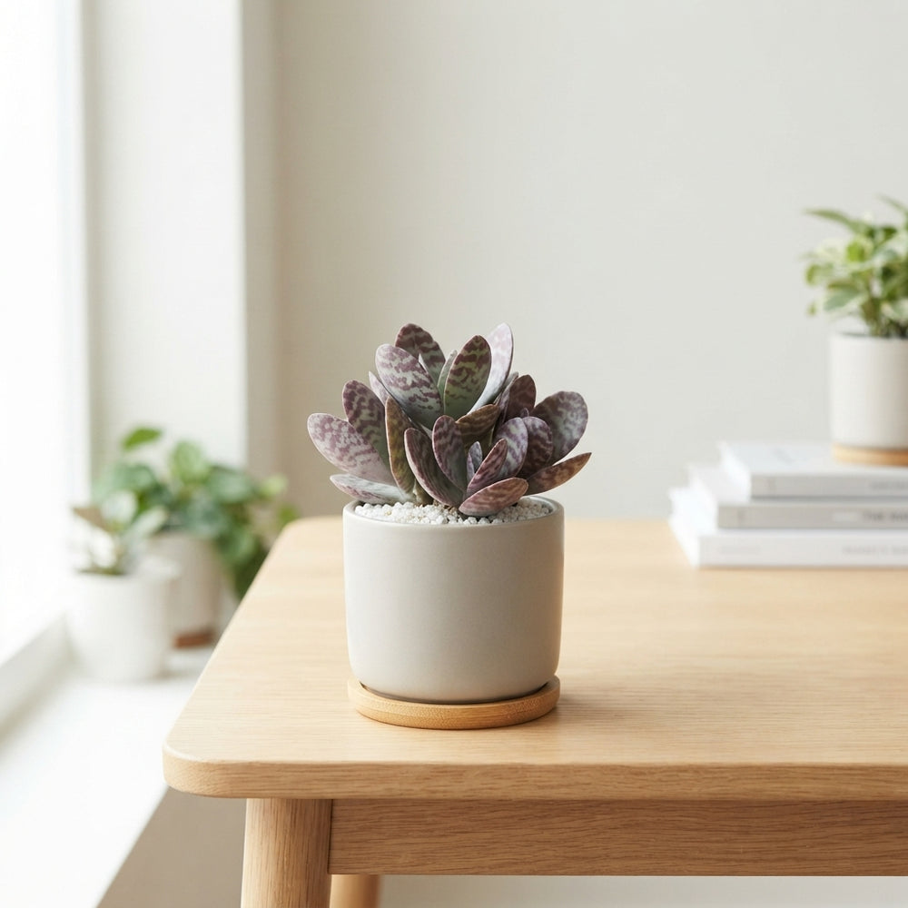 Zebra Kalanchoe (Kalanchoe humilis) – 5.5cm Pot