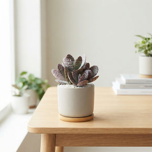 Zebra Kalanchoe (Kalanchoe humilis) – 5.5cm Pot