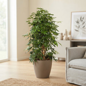 Dwarf Umbrella Tree (Schefflera arboricola) – 42cm Pot