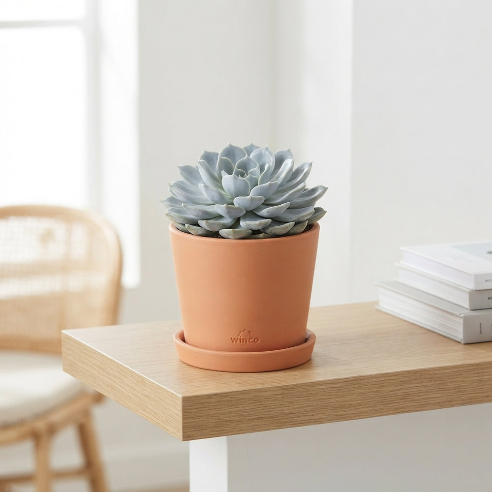 Mixed Echeveria Succulent – 8.5cm Pot