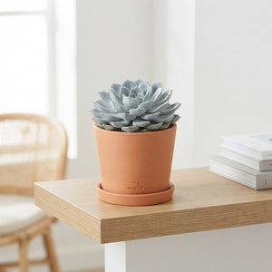 Mixed Echeveria Succulent – 8.5cm Pot