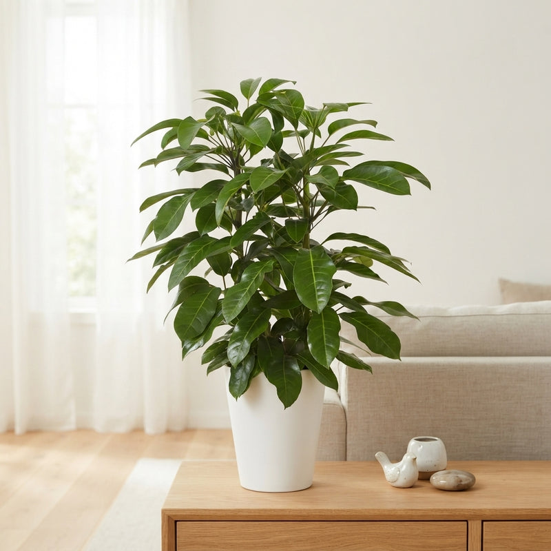 Schefflera ‘Amate’ Umbrella Tree – 29cm Pot, 110cm Tall