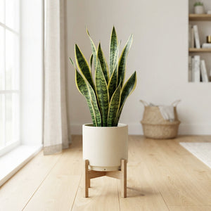 Snake Plant (Sansevieria trifasciata 'Laurentii') – 17cm Pot