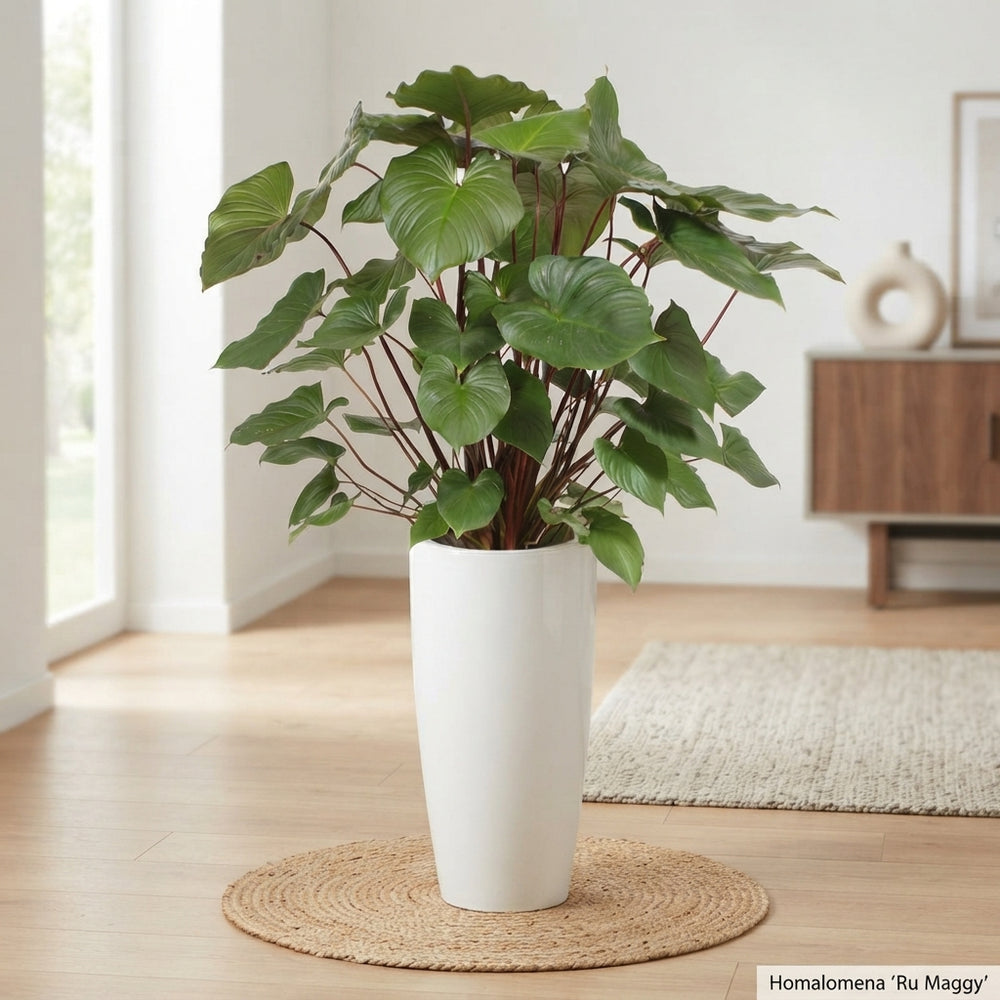 Homalomena ‘Ru Maggy’ Houseplant – 33cm White Santorini Pot, 170cm