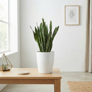 Sansevieria zeylanica Snake Plant – 29cm Santorini Pot