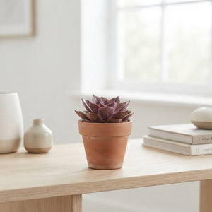 Deluxe Mixed Succulents – 5.5cm Pot