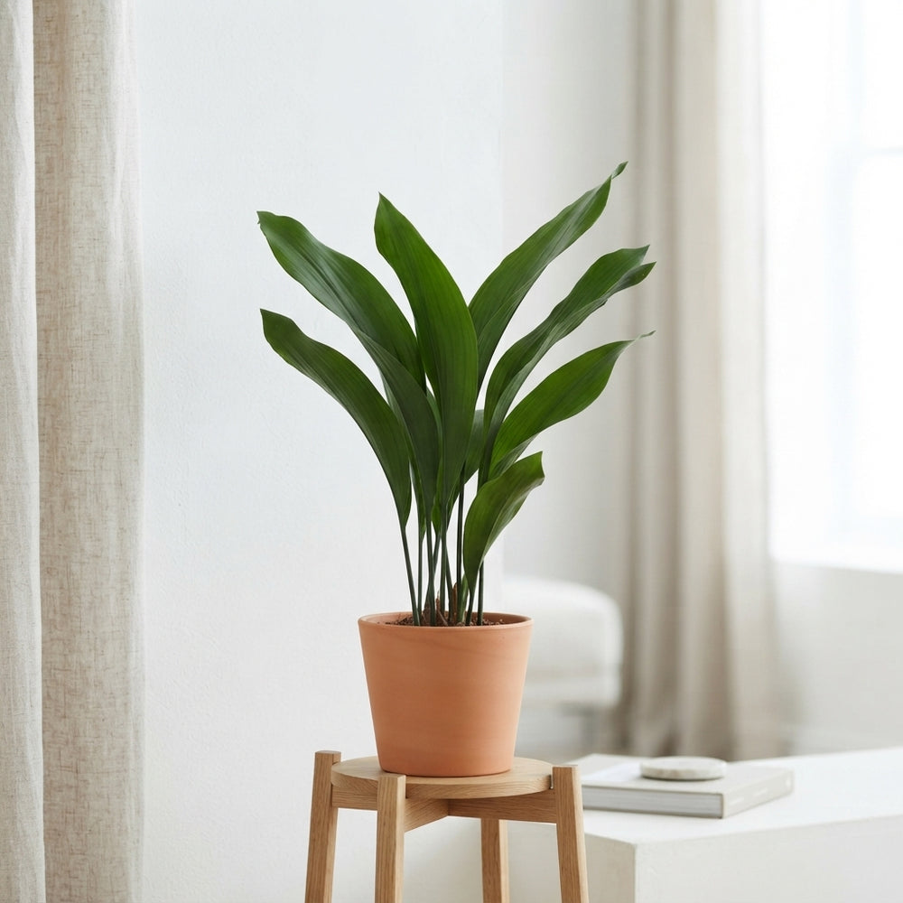 Cast Iron Plant (Aspidistra elatior) – 17cm Pot