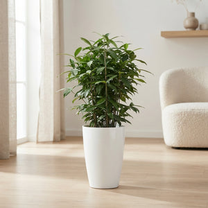 Dracaena surculosa ‘Santorini’ – 33cm Pot, 140cm High
