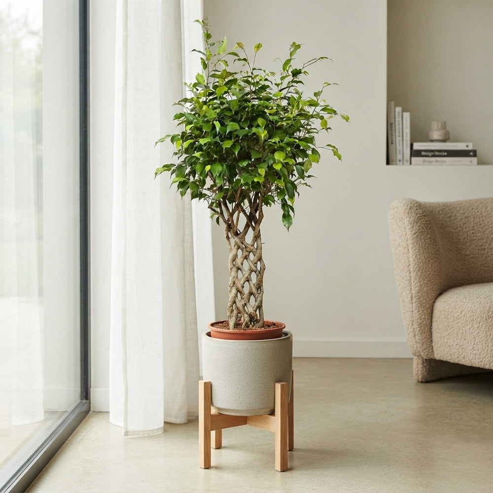 Ficus Exotica Weeping Fig (Ficus benjamina) – 27cm Pot