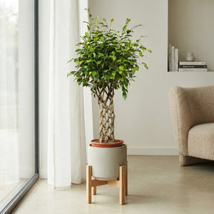 Ficus Exotica Weeping Fig (Ficus benjamina) – 27cm Pot