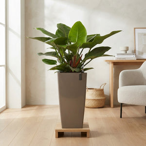 Philodendron Imperial Green – 33cm Pot, Approx. 110cm Height