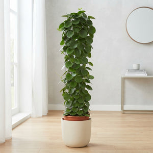 Cissus rotundifolia on Moss Pole – 24cm Pot