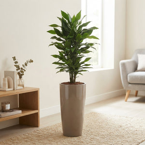 Corn Plant (Dracaena fragrans) – 33cm Pot, 160cm High