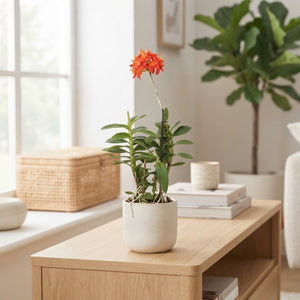 Epidendrum Orchid – 15cm Pot, Approx. 50cm High