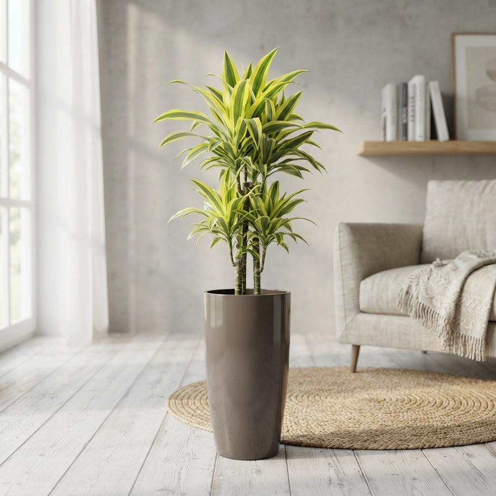 Lemon Lime Corn Plant (Dracaena fragrans) – 33cm Pot, 140cm High
