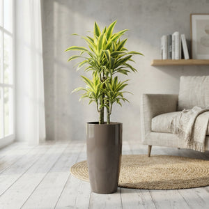 Lemon Lime Corn Plant (Dracaena fragrans) – 33cm Pot, 140cm High