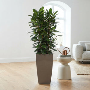 Ficus cyathistipula Houseplant – 40cm Pot, Approx. 180cm