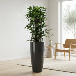 Dracaena surculosa Green Houseplant – 33cm Pot, 140cm High