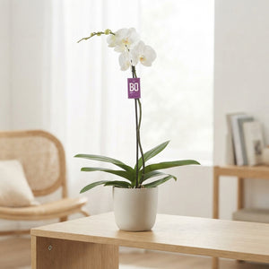 White Phalaenopsis Orchid (1 Stem) – 15cm Pot