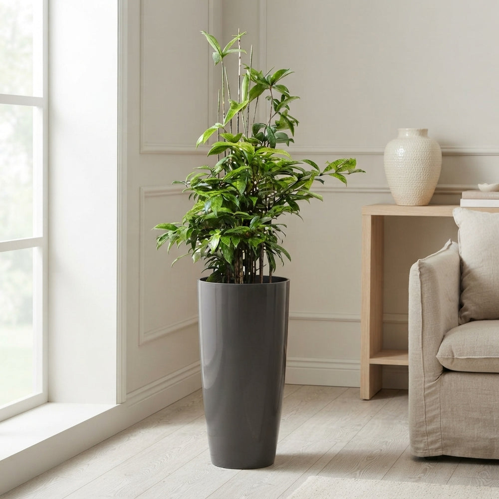 Dracaena surculosa Green Bush Tree – 33cm Pot, 140cm High