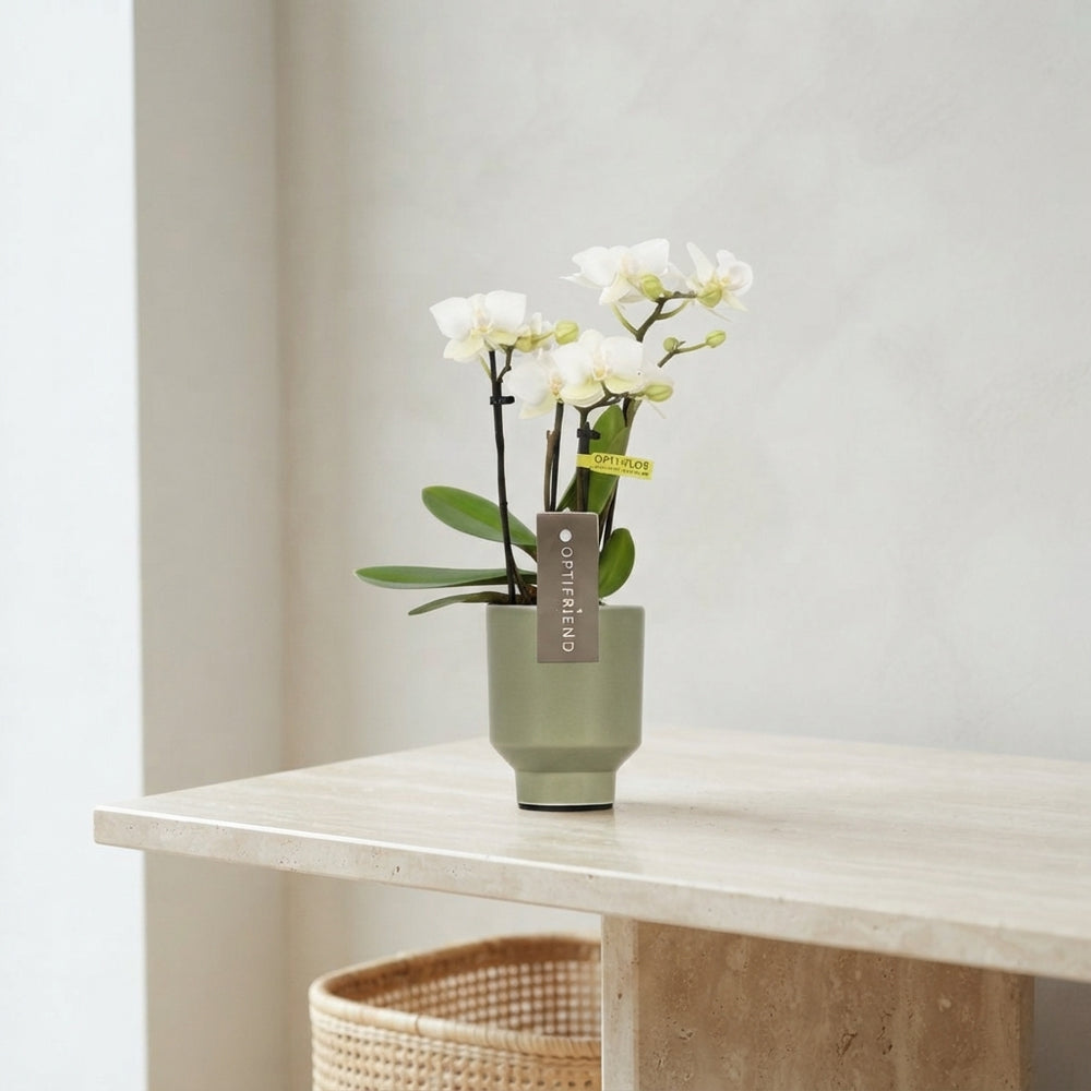 Mini White Phalaenopsis Orchid – 4 Stems, 7cm Ceramic Pot