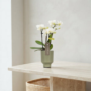 Mini White Phalaenopsis Orchid – 4 Stems, 7cm Ceramic Pot