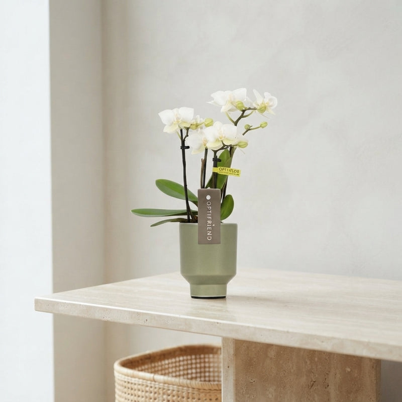Mini White Phalaenopsis Orchid – 4 Stems, 7cm Ceramic Pot