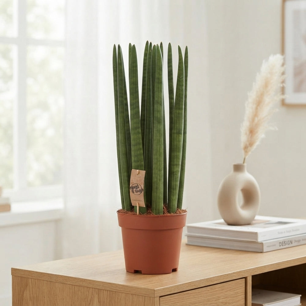 Cylindrical Snake Plant (Sansevieria cylindrica) – 21cm Pot