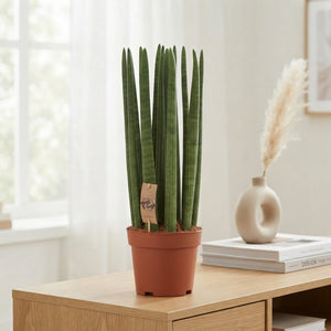 Cylindrical Snake Plant (Sansevieria cylindrica) – 21cm Pot