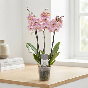 Pink Spotted Phalaenopsis Orchid – 12cm Pot