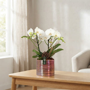 Champagne Phalaenopsis Orchid Arrangement – 17cm Ceramic Pot
