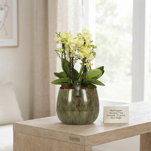 Phalaenopsis Orchid Arrangement – 21cm Ceramic Pot