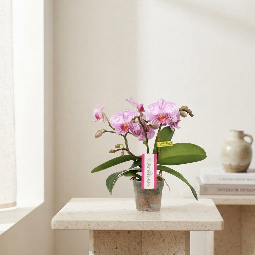 Pink Mini Phalaenopsis Orchid (3 Stem) – 7cm Pot